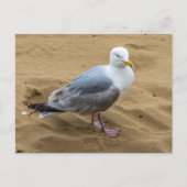 Mouette sur une carte postale vue plage de sable (Devant)