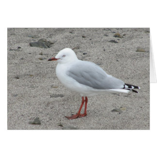 Mouette sur une plage de sable