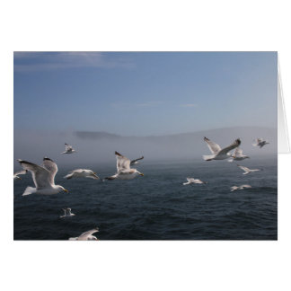 Mouettes au-dessus de la baie de Fundy, Grand Mana