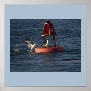 Mouettes avec affiche de bouée