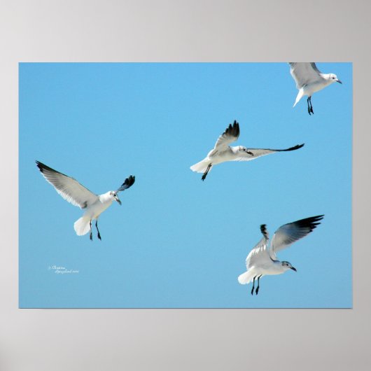 Mouettes blanches volant Poster (Devant)