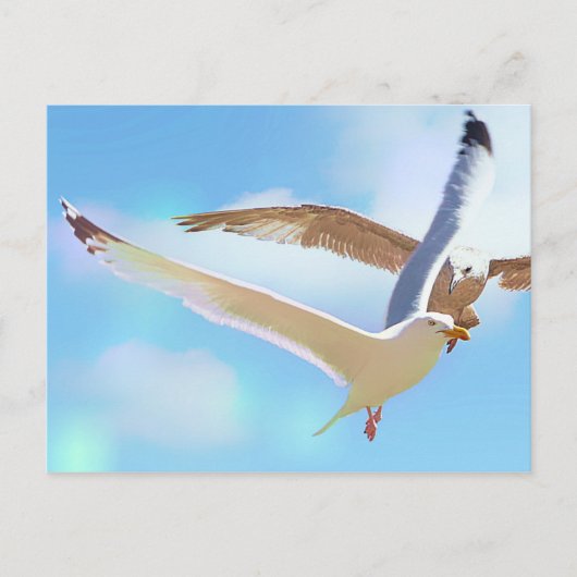 Mouettes dans la carte postale de vol (Devant)