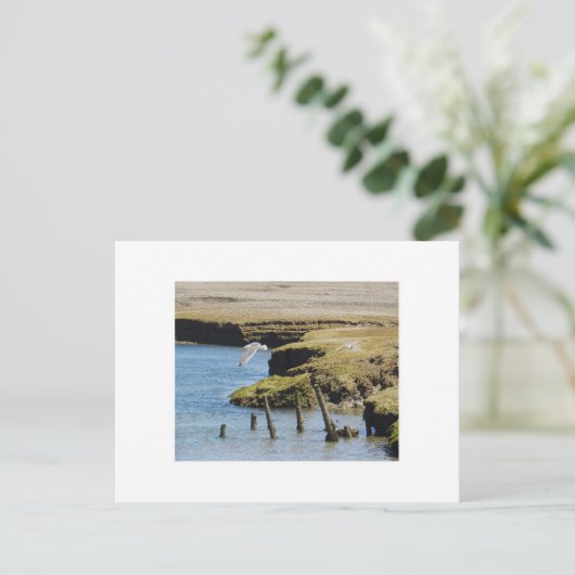 Mouettes en vol Carte postale (Debout devant)