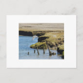 Mouettes en vol Carte postale (Devant)