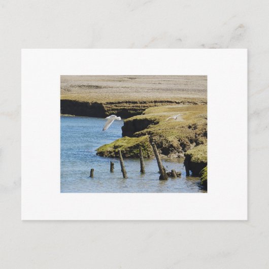 Mouettes en vol Carte postale (Devant)