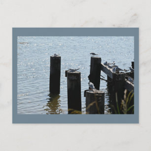 Mouettes Photo Carte Postale