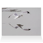 Mouettes Sur Glace (Intérieur Horizontal (Haut))