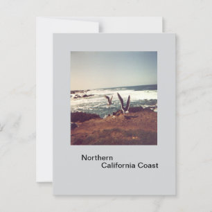 Mouettes sur la carte postale de la côte californi