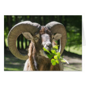 Mouflon Ram (Devant horizontal)