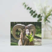 Mouflon Ram Briefkaart (Staand voorkant)