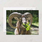 Mouflon Ram Briefkaart (Voorkant / Achterkant)