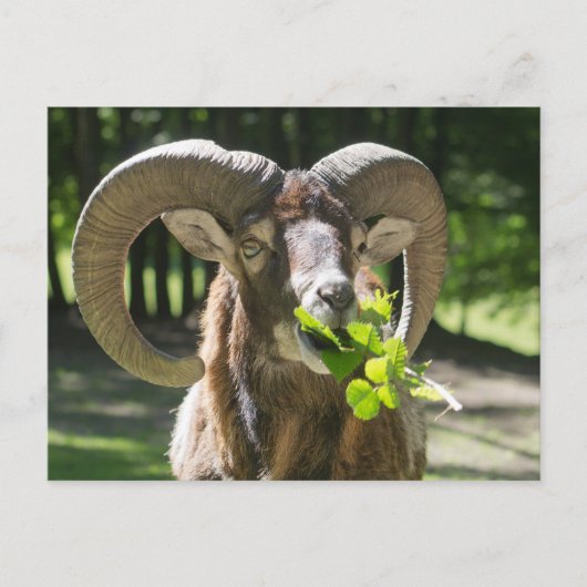 Mouflon Ram Briefkaart (Voorkant)