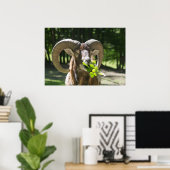Mouflon Ram Poster (Thuiskantoor)