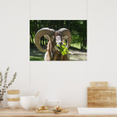 Mouflon Ram Poster (Keuken)