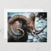 Mouflon Sheep Briefkaart (Voorkant / Achterkant)