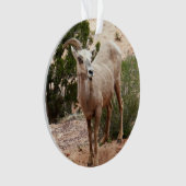 Mouflons drôles à Zion National Park (devant)