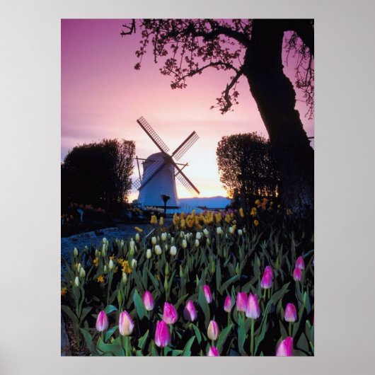 Moulin néerlandais à Sunset en Hollande Poster (Devant)