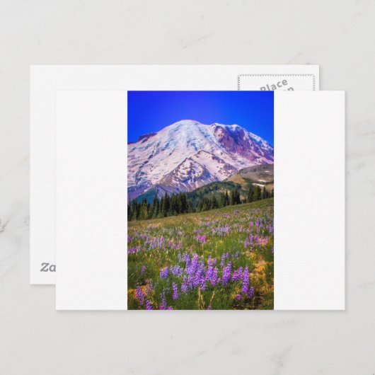 Mount Rainier Briefkaart (Voorkant / Achterkant)