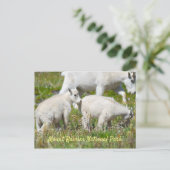 Mount Rainier Mountain Goats Briefkaart (Staand voorkant)