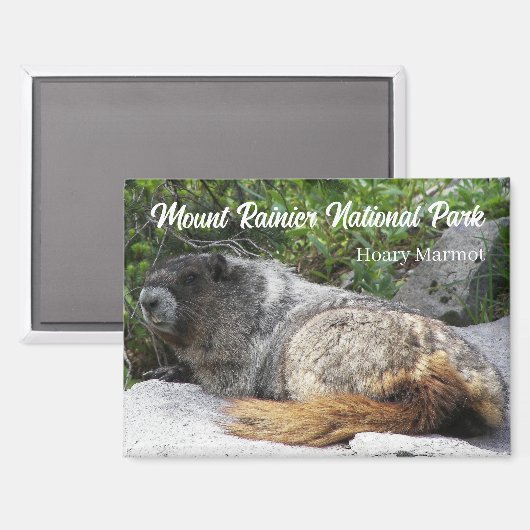 Mount Rainier Nationaal Park Hoary Marmot Magneet (Voorkant / Achterkant)