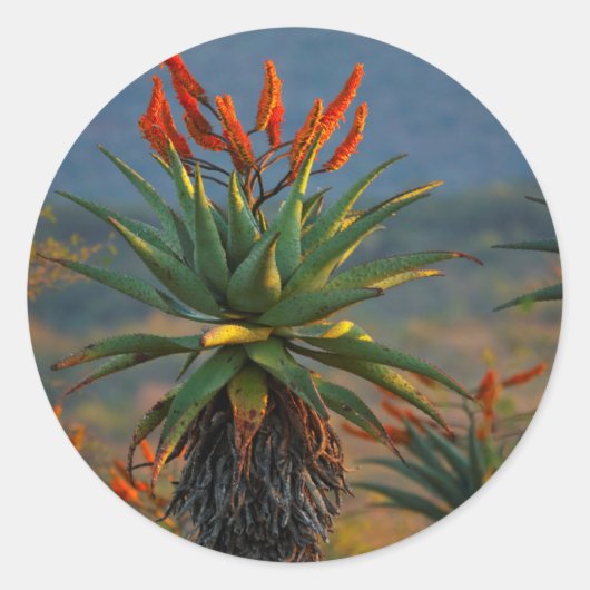 Mountain Aloe 2 Ronde Sticker (Voorkant)