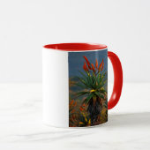 Mountain Aloe (Aloe Marlothii Berger) 2 Mok (Voorkant rechts)