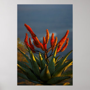 Mountain Aloe (Aloe Marlothii Berger) Poster