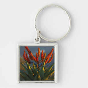 Mountain Aloe (Aloe Marlothii Berger) Sleutelhanger