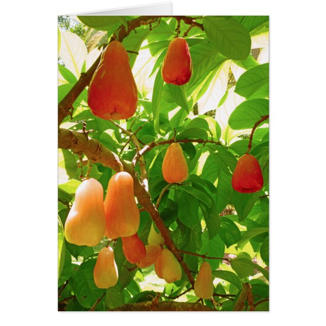 Mountain Apple (Voorkant)