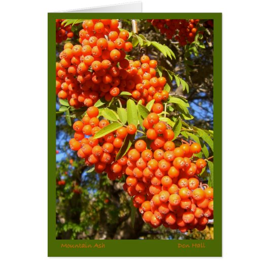 Mountain Ash Berries-kaart (Voorkant)