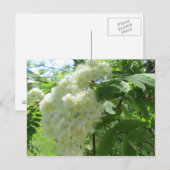 Mountain Ash Blossom-postkaart Briefkaart (Voorkant / Achterkant)