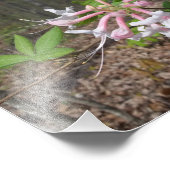 Mountain Azalea Foto Afdruk (Hoek)