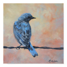 Mountain Bluebird Fine Art Print