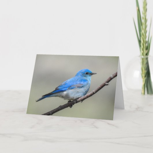 Mountain Bluebird Notecard Kaart (Voorkant)