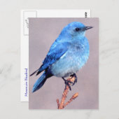 Mountain Bluebird Wildlife Series # 2 Carte postal (Devant / Derrière)