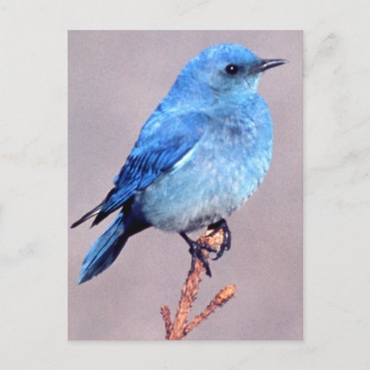 Mountain Bluebird Wildlife Series # 2 Carte postal (Devant)