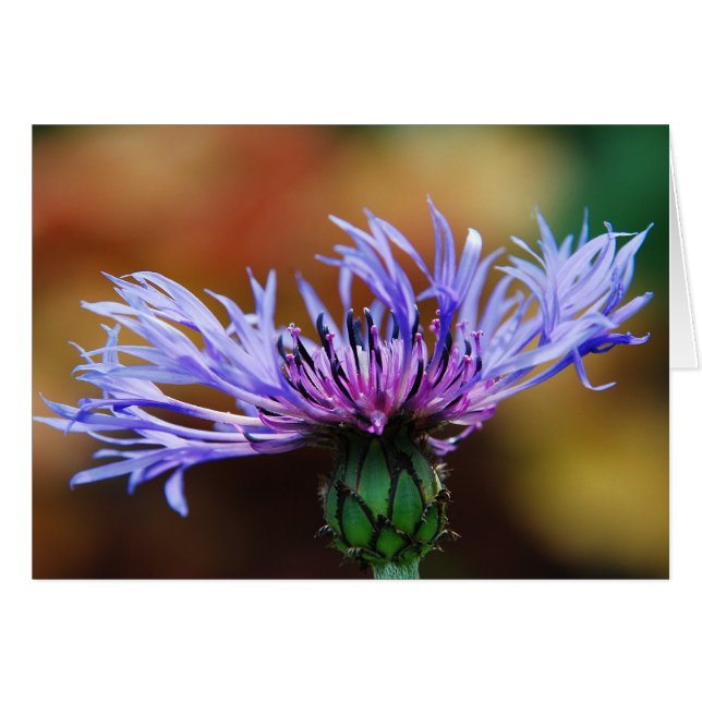 Mountain Bluet Card (Voorkant Horizontaal)