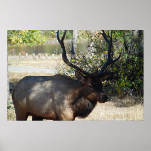 Mountain Bull Elk Photo Natuur Wall Poster Mancave