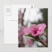 Mountain Cherry Blossom Wildflower Briefkaart (Voorkant / Achterkant)