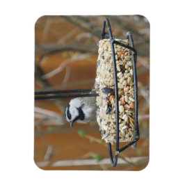 Mountain Chickadee on Feeder Magneet