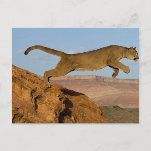 Mountain Cougar Briefkaart