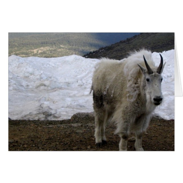 Mountain Goat (Voorkant Horizontaal)