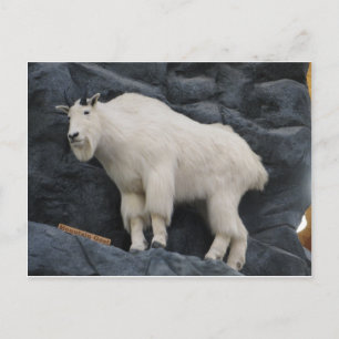 Mountain Goat Briefkaart