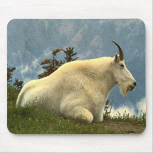 Mountain Goat Muismat