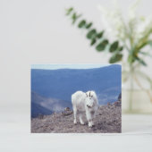 Mountain Goat Wildlife Series # 11 Briefkaart (Staand voorkant)