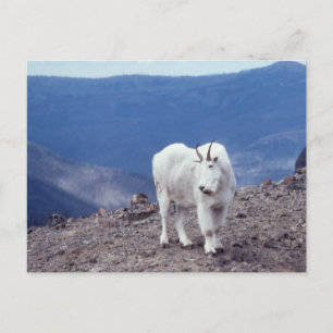 Mountain Goat Wildlife Series # 11 Carte postale