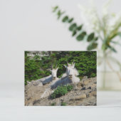 Mountain Goats on Rock Ledge Wildlife Series # 18 Briefkaart (Staand voorkant)