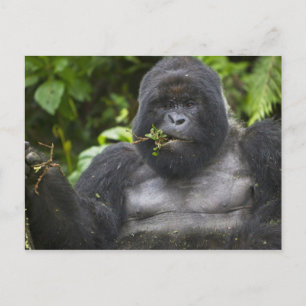 Mountain Gorilla en Silverback Briefkaart