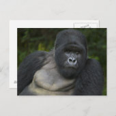 Mountain Gorilla en Silverback Briefkaart (Voorkant / Achterkant)