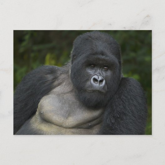 Mountain Gorilla en Silverback Briefkaart (Voorkant)